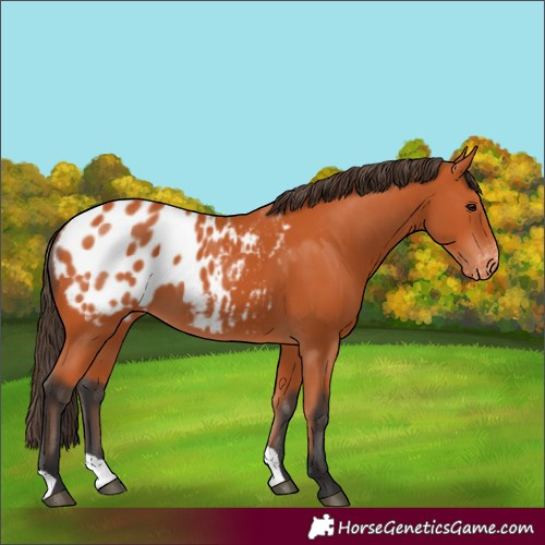 Horse Color:Bay Appaloosa 