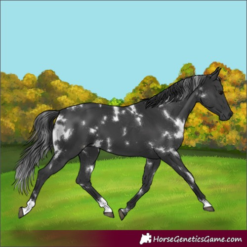Horse Color:White Spotted Black