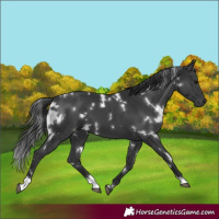 Horse Color:White Spotted Black