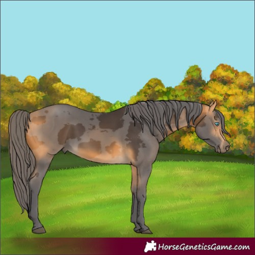 Horse Color:Buckskin Merle