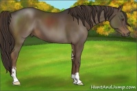 Horse Color:Liver Chestnut Sabino