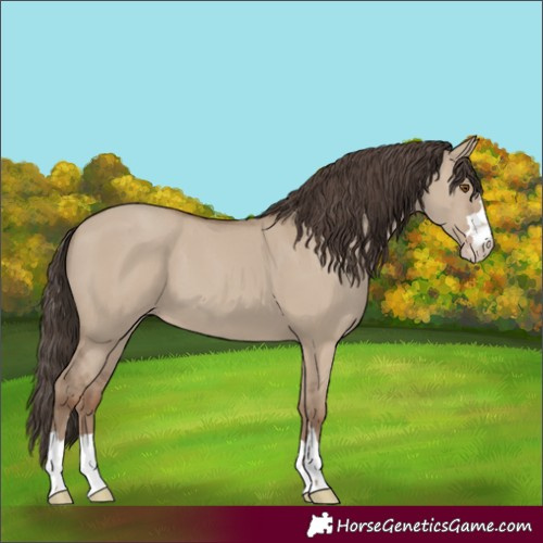 Horse Color:Classic Champagne Dun 