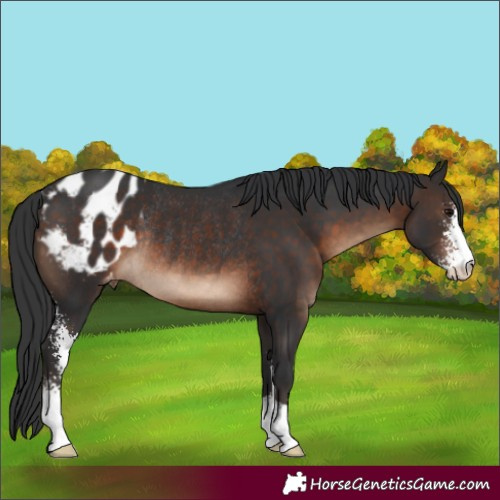 Horse Color:Brown Sabino Blanket Rabicano 