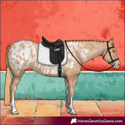 Horse Color:Gold Champagne Tobiano Near Leopard 