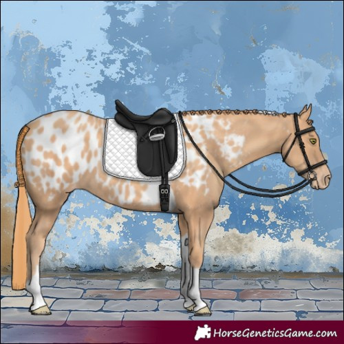 Horse Color:Gold Champagne Tobiano Appaloosa 