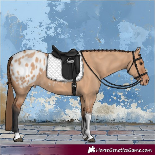 Horse Color:Bay Dun Tobiano Appaloosa 