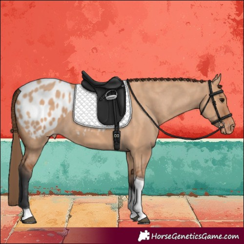 Horse Color:Bay Dun Tobiano Blanket 