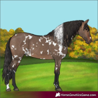 Horse Color:White Spotted Brown Dun 