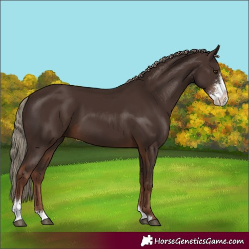 Horse Color:Liver Chestnut Sabino 