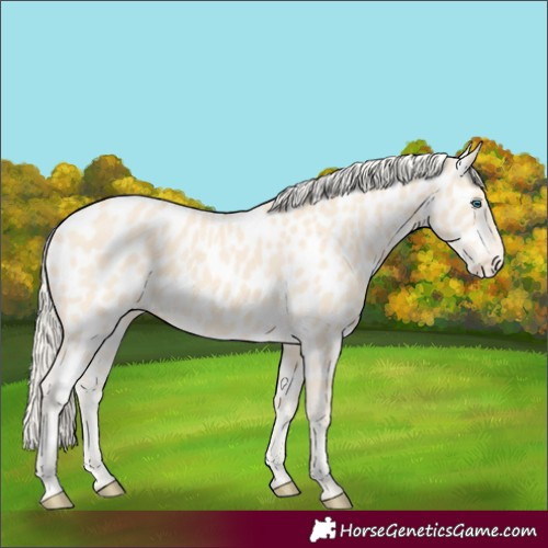Horse Color:Cremello Appaloosa 