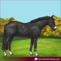 Horse Color:Smoky Black