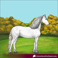 Horse Color:Chestnut Sabino
