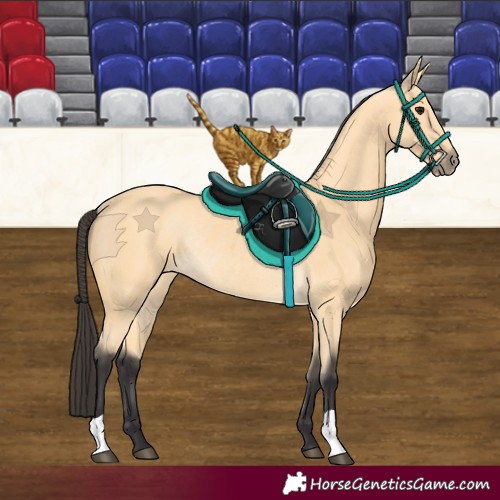 Horse Color:Buckskin Rabicano