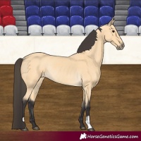 Horse Color:Buckskin Rabicano 