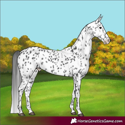 Horse Color:Black Appaloosa Rabicano 