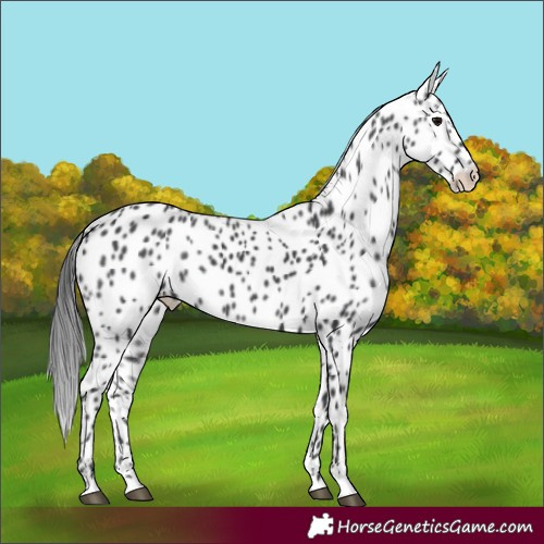 Horse Color:Black Appaloosa Rabicano 
