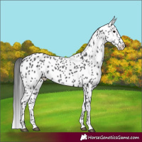 Horse Color:Black Appaloosa Rabicano 