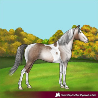 Horse Color:Gray Amber Champagne Splash Tobiano 