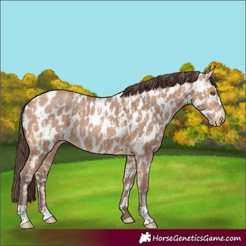 Horse Color:Amber Champagne Appaloosa and Amber Champagne Appaloosa