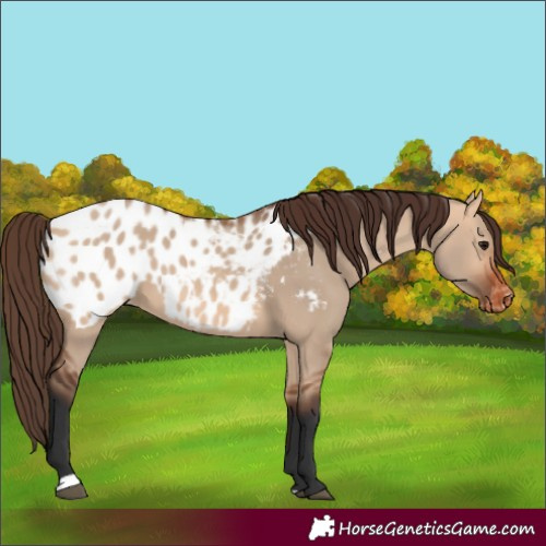 Horse Color:Bay Dun Appaloosa