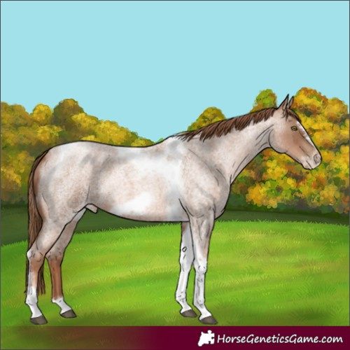 Horse Color:Liver Red Roan Pearl Tobiano Frame 