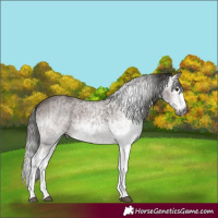 Horse Color:Gray White Spotted Bay Splash  and Gray White Spotted Bay Splash 