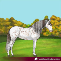 Horse Color:Bay Splash Tobiano Appaloosa  and Amber Champagne Splash Tobiano Appaloosa 