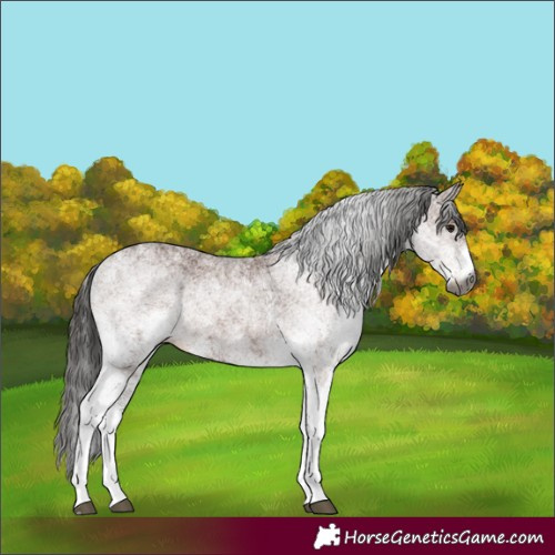 Horse Color:Gray White Spotted Bay 