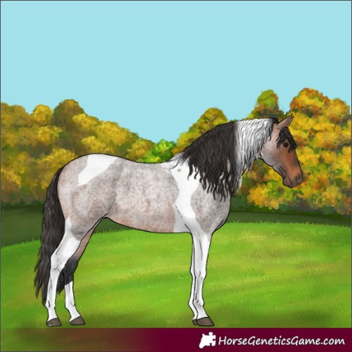 Horse Color:Bay Roan Tobiano 