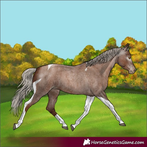 Horse Color:Gray Silver Blue Roan Pearl Tobiano