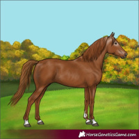 Horse Color:Gray Chestnut 
