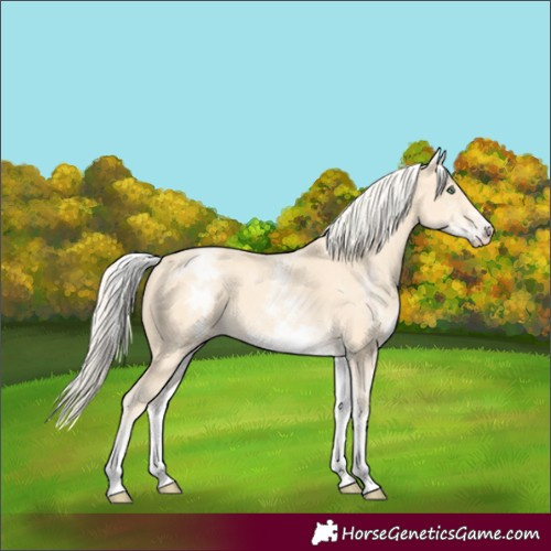 Horse Color:White Spotted Gold Cream Champagne 