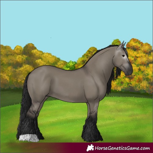 Horse Color:Gray Grullo 