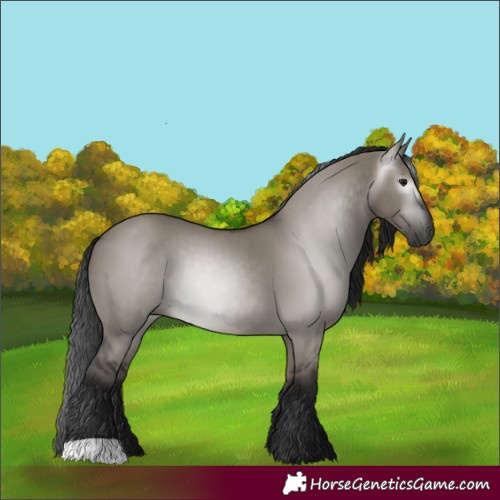 Horse Color:Gray Grullo 