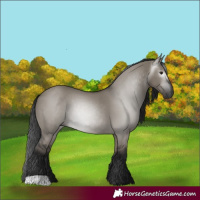 Horse Color:Gray Grullo 