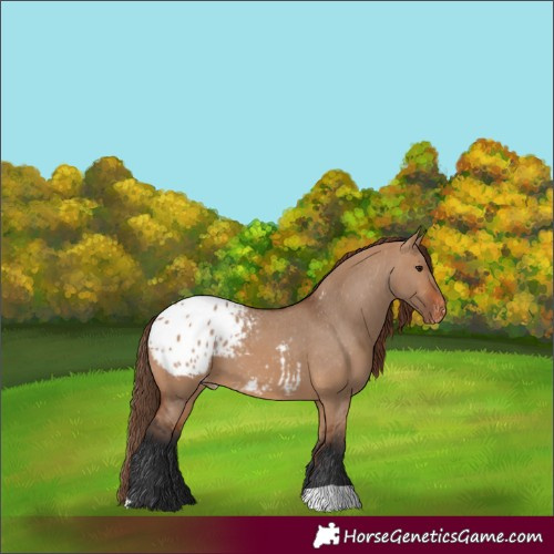 Horse Color:Bay Dun Blanket 