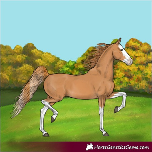 Horse Color:Chestnut Splash 