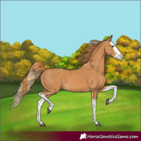 Horse Color:Chestnut Splash
