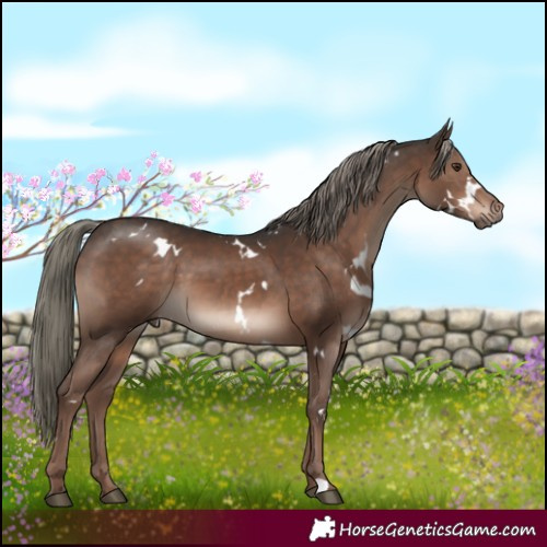 Horse Color:White Spotted Liver Chestnut Mushroom 