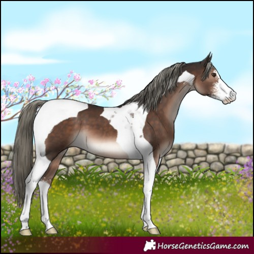 Horse Color:Liver Chestnut Mushroom Sabino Tobiano