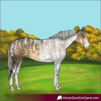 Horse Color:Powder White White Spotted Silver Buckskin Dun