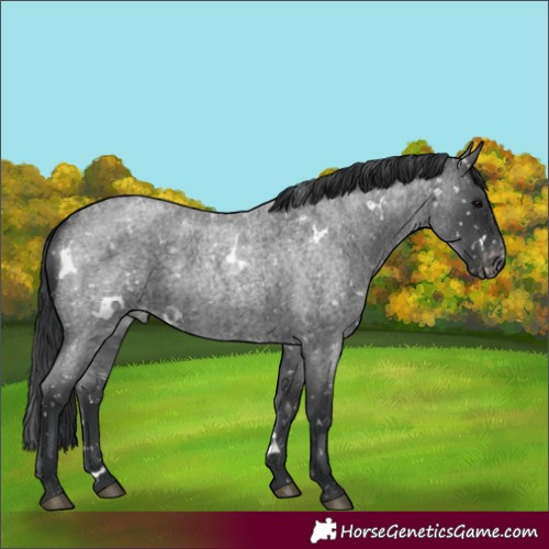 Horse Color:White Spotted Blue Roan Appaloosa Rabicano 