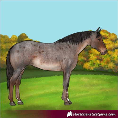 Horse Color:Liver Red Roan 