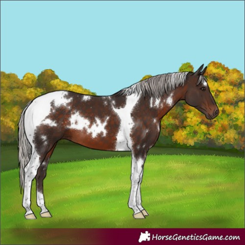 Horse Color:White Spotted Silver Brown Tobiano 