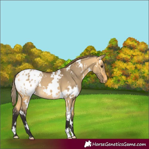 Horse Color:White Spotted Buckskin Dun Appaloosa 