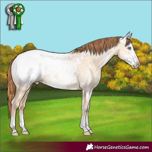 Horse Color:Buckskin Pearl Dun Sabino Appaloosa