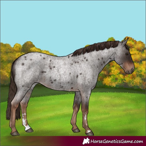 Horse Color:Liver Red Roan 
