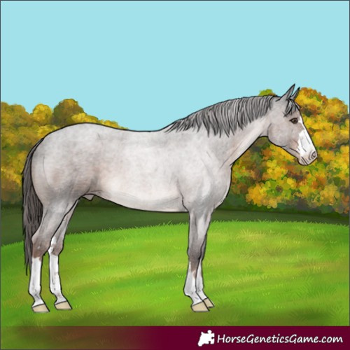 Horse Color:Liver Red Roan