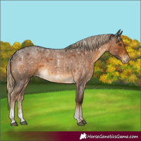 Horse Color:Powder White Chocolate Palomino Roan Appaloosa Rabicano