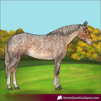 Horse Color:Powder White Chocolate Palomino Roan Appaloosa Rabicano